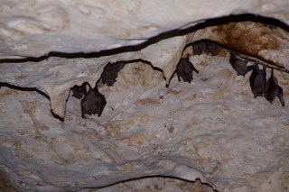 Bats, Jamaica